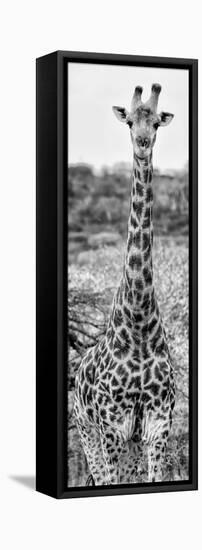 Awesome South Africa Collection Panoramic - Giraffe Portrait III B&W-Philippe Hugonnard-Framed Stretched Canvas