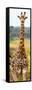 Awesome South Africa Collection Panoramic - Giraffe Portrait III-Philippe Hugonnard-Framed Stretched Canvas