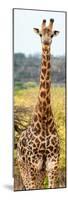 Awesome South Africa Collection Panoramic - Giraffe Portrait III-Philippe Hugonnard-Mounted Photographic Print