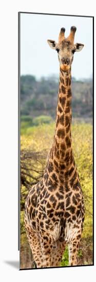 Awesome South Africa Collection Panoramic - Giraffe Portrait III-Philippe Hugonnard-Mounted Photographic Print