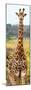 Awesome South Africa Collection Panoramic - Giraffe Portrait III-Philippe Hugonnard-Mounted Premium Photographic Print