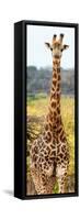 Awesome South Africa Collection Panoramic - Giraffe Portrait III-Philippe Hugonnard-Framed Stretched Canvas