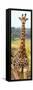 Awesome South Africa Collection Panoramic - Giraffe Portrait III-Philippe Hugonnard-Framed Stretched Canvas