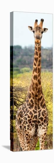 Awesome South Africa Collection Panoramic - Giraffe Portrait III-Philippe Hugonnard-Stretched Canvas