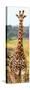 Awesome South Africa Collection Panoramic - Giraffe Portrait III-Philippe Hugonnard-Stretched Canvas