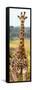 Awesome South Africa Collection Panoramic - Giraffe Portrait III-Philippe Hugonnard-Framed Stretched Canvas