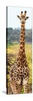 Awesome South Africa Collection Panoramic - Giraffe Portrait III-Philippe Hugonnard-Stretched Canvas