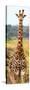 Awesome South Africa Collection Panoramic - Giraffe Portrait III-Philippe Hugonnard-Stretched Canvas