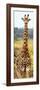 Awesome South Africa Collection Panoramic - Giraffe Portrait III-Philippe Hugonnard-Framed Photographic Print