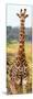 Awesome South Africa Collection Panoramic - Giraffe Portrait III-Philippe Hugonnard-Mounted Photographic Print