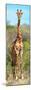 Awesome South Africa Collection Panoramic - Giraffe Portrait-Philippe Hugonnard-Mounted Photographic Print