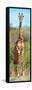 Awesome South Africa Collection Panoramic - Giraffe Portrait-Philippe Hugonnard-Framed Stretched Canvas