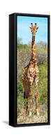 Awesome South Africa Collection Panoramic - Giraffe Portrait-Philippe Hugonnard-Framed Stretched Canvas