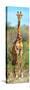 Awesome South Africa Collection Panoramic - Giraffe Portrait-Philippe Hugonnard-Stretched Canvas