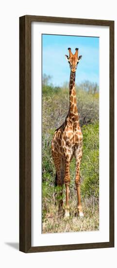 Awesome South Africa Collection Panoramic - Giraffe Portrait-Philippe Hugonnard-Framed Photographic Print