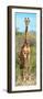 Awesome South Africa Collection Panoramic - Giraffe Portrait-Philippe Hugonnard-Framed Photographic Print