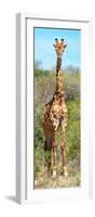 Awesome South Africa Collection Panoramic - Giraffe Portrait-Philippe Hugonnard-Framed Photographic Print