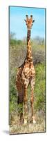 Awesome South Africa Collection Panoramic - Giraffe Portrait-Philippe Hugonnard-Mounted Photographic Print