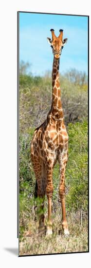 Awesome South Africa Collection Panoramic - Giraffe Portrait-Philippe Hugonnard-Mounted Photographic Print