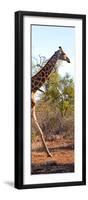 Awesome South Africa Collection Panoramic - Giraffe-Philippe Hugonnard-Framed Photographic Print