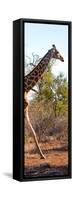 Awesome South Africa Collection Panoramic - Giraffe-Philippe Hugonnard-Framed Stretched Canvas