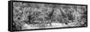 Awesome South Africa Collection Panoramic - Giraffes and Burchell's Zebra B&W-Philippe Hugonnard-Framed Stretched Canvas