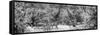 Awesome South Africa Collection Panoramic - Giraffes and Burchell's Zebra B&W-Philippe Hugonnard-Framed Stretched Canvas