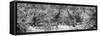 Awesome South Africa Collection Panoramic - Giraffes and Burchell's Zebra B&W-Philippe Hugonnard-Framed Stretched Canvas