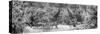 Awesome South Africa Collection Panoramic - Giraffes and Burchell's Zebra B&W-Philippe Hugonnard-Stretched Canvas