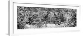 Awesome South Africa Collection Panoramic - Giraffes and Burchell's Zebra B&W-Philippe Hugonnard-Framed Photographic Print