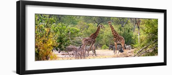 Awesome South Africa Collection Panoramic - Giraffes and Burchell's Zebra-Philippe Hugonnard-Framed Premium Photographic Print