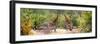 Awesome South Africa Collection Panoramic - Giraffes and Burchell's Zebra-Philippe Hugonnard-Framed Premium Photographic Print