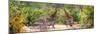 Awesome South Africa Collection Panoramic - Giraffes and Burchell's Zebra-Philippe Hugonnard-Mounted Premium Photographic Print