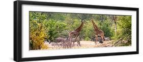 Awesome South Africa Collection Panoramic - Giraffes and Burchell's Zebra-Philippe Hugonnard-Framed Photographic Print