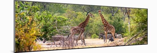 Awesome South Africa Collection Panoramic - Giraffes and Burchell's Zebra-Philippe Hugonnard-Mounted Photographic Print