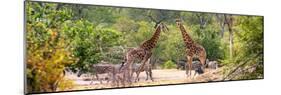 Awesome South Africa Collection Panoramic - Giraffes and Burchell's Zebra-Philippe Hugonnard-Mounted Photographic Print