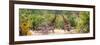 Awesome South Africa Collection Panoramic - Giraffes and Burchell's Zebra-Philippe Hugonnard-Framed Photographic Print