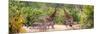 Awesome South Africa Collection Panoramic - Giraffes and Burchell's Zebra-Philippe Hugonnard-Mounted Photographic Print