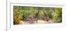 Awesome South Africa Collection Panoramic - Giraffes and Burchell's Zebra-Philippe Hugonnard-Framed Photographic Print