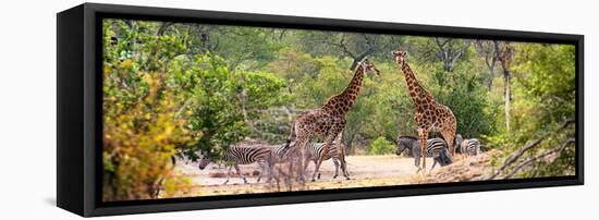 Awesome South Africa Collection Panoramic - Giraffes and Burchell's Zebra-Philippe Hugonnard-Framed Stretched Canvas