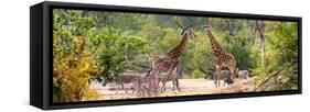 Awesome South Africa Collection Panoramic - Giraffes and Burchell's Zebra-Philippe Hugonnard-Framed Stretched Canvas