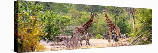 Awesome South Africa Collection Panoramic - Giraffes and Burchell's Zebra-Philippe Hugonnard-Stretched Canvas