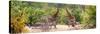 Awesome South Africa Collection Panoramic - Giraffes and Burchell's Zebra-Philippe Hugonnard-Stretched Canvas