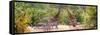 Awesome South Africa Collection Panoramic - Giraffes and Burchell's Zebra-Philippe Hugonnard-Framed Stretched Canvas