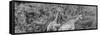 Awesome South Africa Collection Panoramic - Giraffes in Forest B&W-Philippe Hugonnard-Framed Stretched Canvas