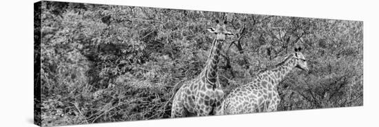 Awesome South Africa Collection Panoramic - Giraffes in Forest B&W-Philippe Hugonnard-Stretched Canvas