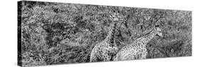 Awesome South Africa Collection Panoramic - Giraffes in Forest B&W-Philippe Hugonnard-Stretched Canvas