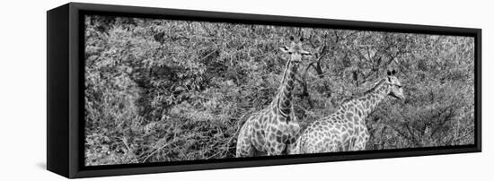 Awesome South Africa Collection Panoramic - Giraffes in Forest B&W-Philippe Hugonnard-Framed Stretched Canvas
