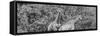 Awesome South Africa Collection Panoramic - Giraffes in Forest B&W-Philippe Hugonnard-Framed Stretched Canvas