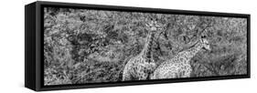 Awesome South Africa Collection Panoramic - Giraffes in Forest B&W-Philippe Hugonnard-Framed Stretched Canvas